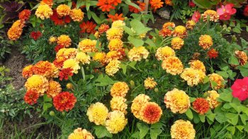 Ces photos ont été prises au Jardin des Plantes, au Jardin du Luxembourg et quelques unes sur la Promenade plantée au cours du mois d'août.
La fleur solaire s' ouvre  et se ferme selon l'orientation du soleil.
Les jardiniers paysagistes ont l'art d'harmoniser les  différentes espèces de fleurs, les couleurs et leurs fragrances.
Toute l'année le Jardin des Plantes est magnifique.