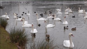 Mi-janvier : les journées sont belles, ensoleillées et très froides.
Le lac Daumesnil, au bois de Vincennes, est gelé à 95%.