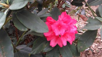 Chaque année, parcourir les parcs, les jardins et les squares parisiens au printemps est un enchantement. 
C'est avec plaisir que je partage ces photos avec vous.