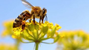  L'abeille c'est la vie ' cet insecte "fascinant, mérite
    toute notre attention...