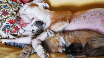 Des photos qui feront fondre votre cœur...