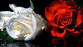 L'amour, toujours  l'amour  ! avec ERNESTO CORTAZAR   (océan, de fleurs )