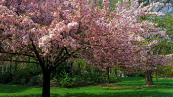 minou souhaite un bon début de printemps à tous les ordissinautes....