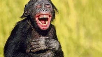 "une belle humeur est l'aimant des cœurs"