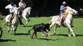 Marquage d'un veau dans une Manade