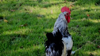 Nous allons visiter la villa " Arnaga "