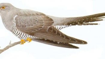 " ce n'est jamais  Avril' si le coucou ne l'a pas dit...