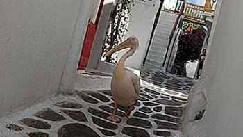 Les Iles Grecques de la Mer Egée en GRECE sont ainsi nommées parce
qu'elles forment un cercle autour de DELOS********************************