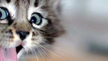 Chacun voit et mène la vie  à sa façon ....les images qui suivent vous  étonneront ..
nous qui avons toujours à nous plaindre , sommes, en fin de compte bien chanceux 