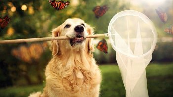 "Les «bêtes aussi ont le sens de l'humour »!