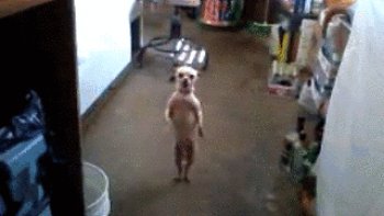 Nos animaux de compagnie sont de vrais "clowns !!
