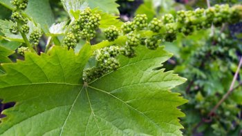 Recette très simple et délicieuse. Régalez-vous !