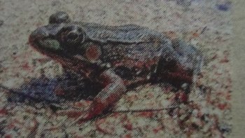 Floc floc fait la pluie...