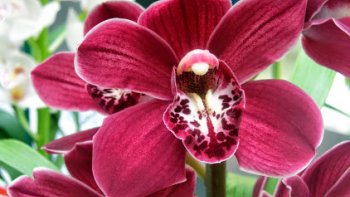 Découvrez avec notre amie Azerte des orchidées aux couleurs variées et enchanteresses...