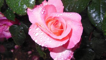 J'ai photographié ces roses le 5 juin par un après-midi brumeux et pluvieux.
Je joins un poème de Ronsard écrit en vieux français
Mignonne, allons voir si la rose
Pierre de Ronsard
A Cassandre