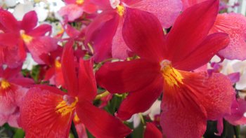 Comme chaque année, en février, le Jardin des Plantes expose ces magnifiques fleurs dans la grande serre.