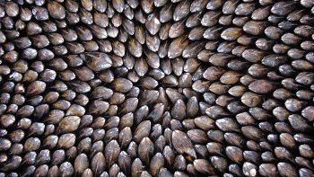 L'eclade est une recette à base de moules inventée au XIIIème siècle par les pêcheurs de l'île d'Oléron. Découvrez en images le secret de la préparation de ce plat typiquement Charentais.