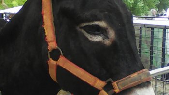 Une histoire  pas si bête que ça ,,,,