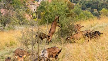 Voici un très beau texte de notre ordissinaute  marceau !
