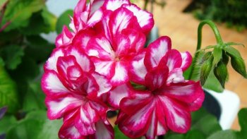 Le Géranium est la fleur de la gentillesse, le saviez-vous ?