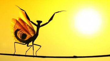 Merveilles de la Nature 