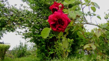 Texte inspiré par les talons des chaussures d'une Dame.
Celle-ci mérite bien une rose !

