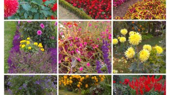 Ces fleurs  ont été photographiées  au Jardin des Plantes, excepté les photos de bégonias prises au parc de l'hôpital La Salpétrière.