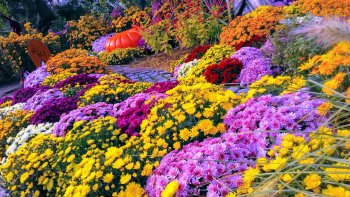 Comme chaque année à cette période, les jardiniers décorent  ce petit coin de jardin de magnifiques chrysanthèmes aux couleurs chatoyantes.
