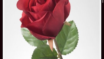 " La vie est une rose dont chaque pétale & chaque épine est une réalité... 
  { Alfred de Musset }...