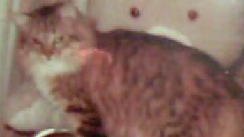 Pour ceux qui ne l'ont jamais lue, l'histoire vraie de ma petite chatte aveugle ...
Pussy..(ci contre en photo .)