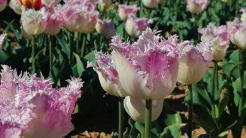 Chaque année, les tulipes fleurissent à La Brillanne, Jonquières, transformant les champs en vastes tapis multicolores. Sous la lumière douce du printemps, les rangées parfaitement alignées se déploient à perte de vue, ondulant au gré du vent et offrant un spectacle éclatant digne des plus belles cartes postales.