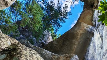 Une forêt Minérale ... 