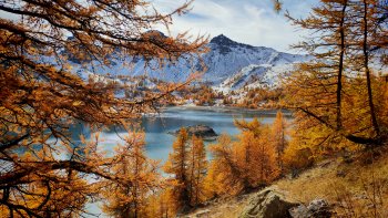 Les mélèzes en feu au lac d'Allos le 26 octobre 2025 