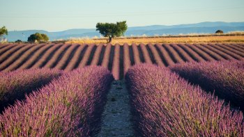 Les Alpes de Haute Provence, sont un département d'une incroyable diversité où se côtoient lacs aux eaux turquoise, gorges spectaculaires, montagnes majestueuses, villages de caractère et paysages à perte de vue. Une terre de contrastes qui ne cesse d'émerveiller ... 
