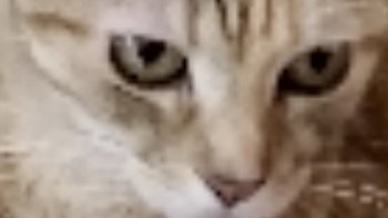 câlin,coquin,charmeur,indomptable.......le chat est un animal fascinant,a tel point qu'il a inspiré les plus grands auteurs à travers les siècles.
des citations qui nous font ronronner de plaisir!!!
la photo c'était moumousse mon petit chat que j'avais receuillie.