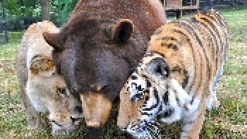 C'est une insolite amitié entre Ours, un Lion, et un Tigre qui se déroule au refuge animalier ARK-NOAH en Géorgie. Ces trois animaux généralement féroces vivent en harmonie depuis qu'ils ont été sauvé du sous-sol de la maison d'un Baron de la drogue à Atlanta en 2001. 