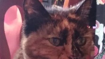 Les yeux de Lily ........ à chaque aurore, je crois les voir encore.......