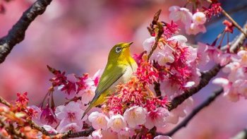 Bientôt l'arrivée du printemps, à cette occasion Minou partage ce joli texte qui vous permet de voyager à travers les paysages...