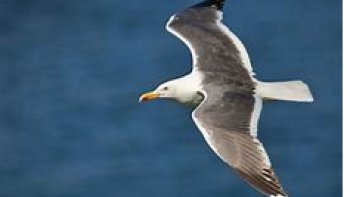 Cette création reprend un de mes poèmes fondateurs: "Le goéland assassiné".
Vous trouverez sous ce nom mon premier livre de poèmes édité chez L'Harmattan". Vous l'écouterez dans ma liste youtube "LAMBERT ALIAS VILLEBRAMAR", c'est la quatrième vidéo et c'est Julie, une ravissante et talentueuse comédienne de l'École de Bordeaux qui le lit. En voici le texte.,  