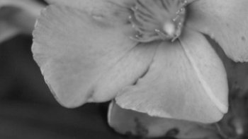 Voici une magnifique photo de notre Ordissinaute Valentine Clément. C'est à vous de jouer ! Mettez en commentaire le nom de cette fleur... Sans les couleurs, ce n'est pas si facile !