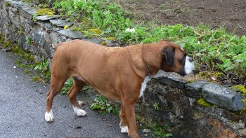 RIRE par les temps qui courent   ...   ne nous en privons pas !!! 