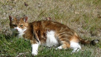 Quelques questions amusantes .....et réponses aussi !