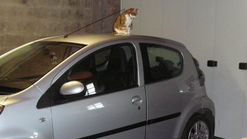 SACRÉ TOTO, quel garnement !