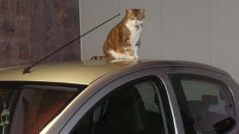 Je l'adore ce petit Toto... pas vous ?