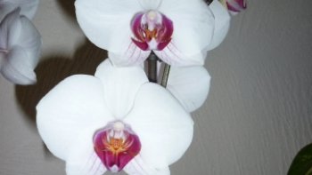 Ma belle  orchidée !