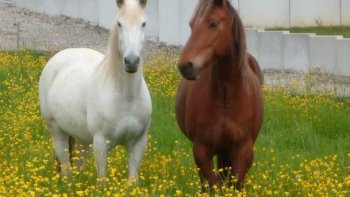 Ma fille à 2 juments "double poneys" (camarguais/espagnol et quater horse/pur sang arabe) 10 ans INSEPARABLES !!! 