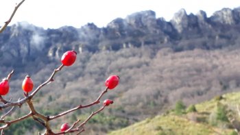 Aujourd'hui, je vous emmène dans la Drôme, afin de vous faire découvrir les secrets de ce petit fruit d'hiver méconnu mais délicieusement bon. !