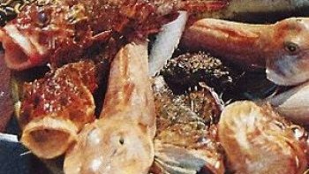 La pinyata est une recette du début du XXè siècle. Fruit de l'immagination d'un pêcheur de Banyuls. Délicieuse recette de poissons de Roches  et de Coquillages.
