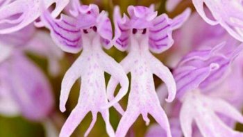 L'homme, au fil du temps, a découvert des milliers de plantes qui nous étaient étrangères, de par leur forme, leur couleur, leur goût... aussi étranges les unes que les autres, en voici quelques-unes...