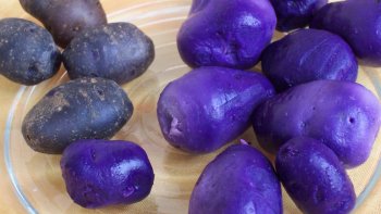  Les patates, pour vous convaincre de ses qualités...